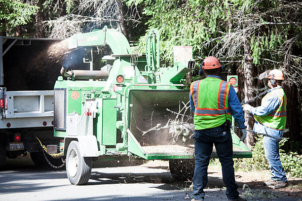 Covington, KY Tree Removal Services Company